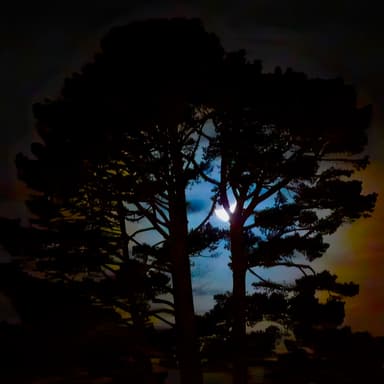 Album image for Wolfwood